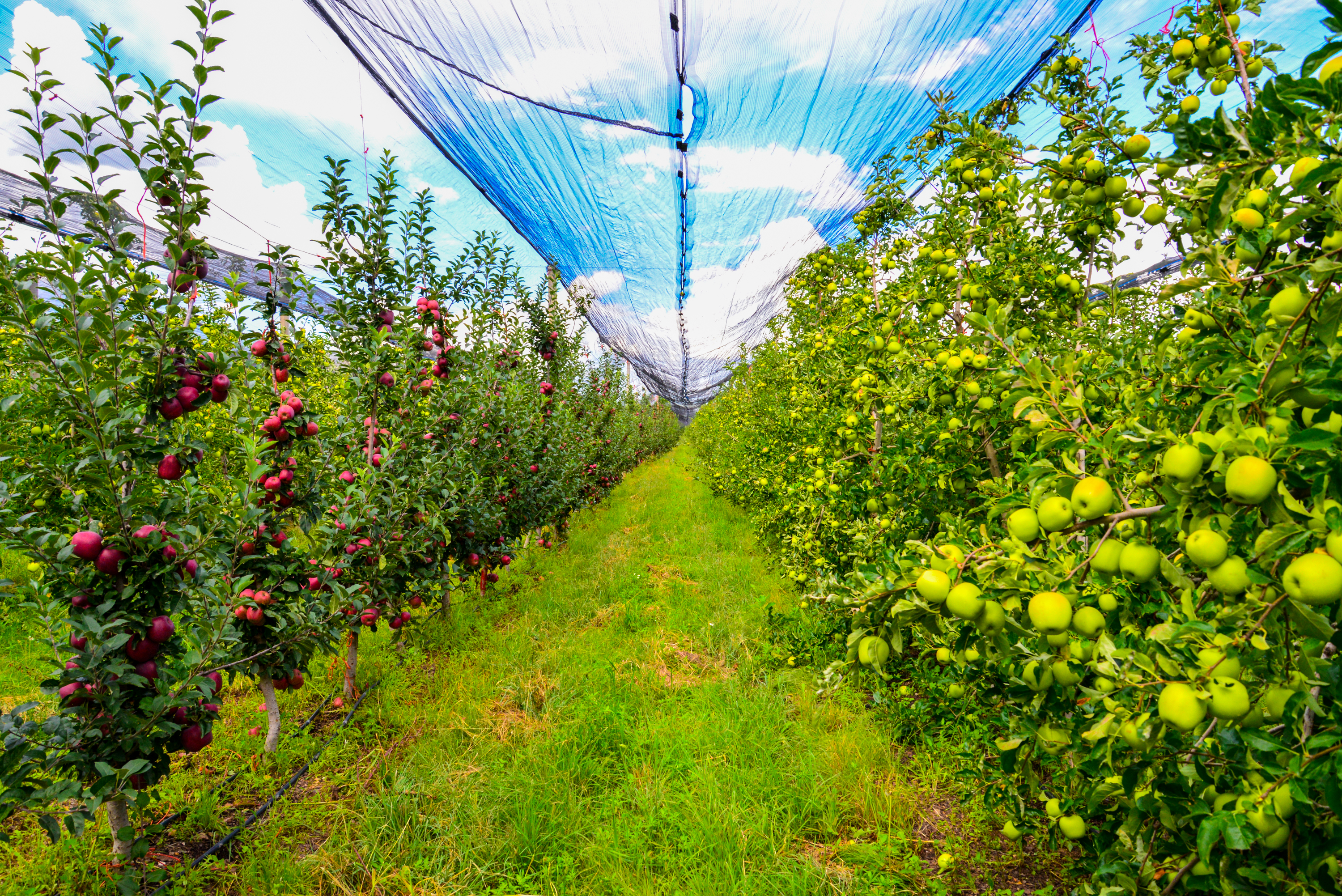 RSE Grupo La Norteñita 18