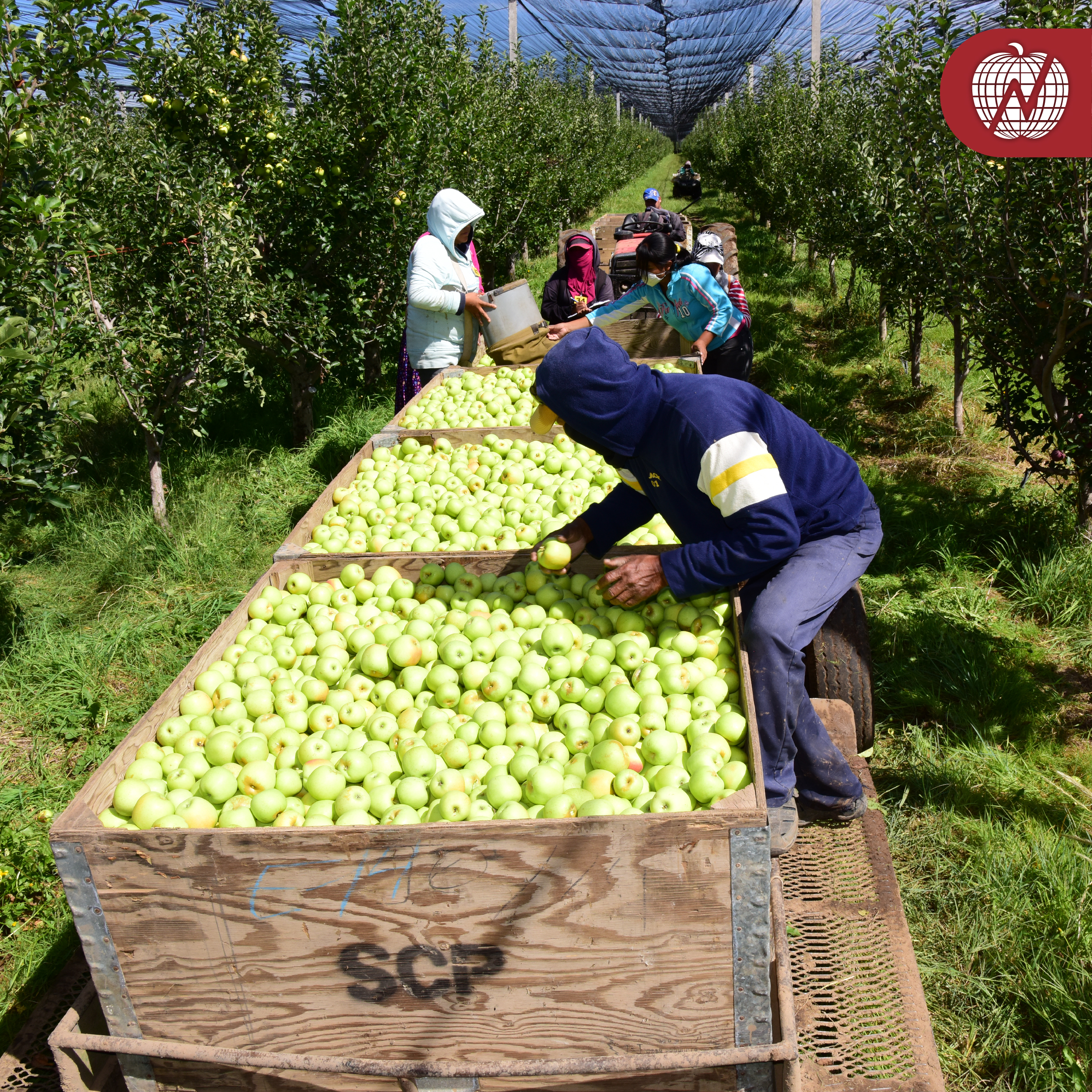 RSE Grupo La Norteñita 26