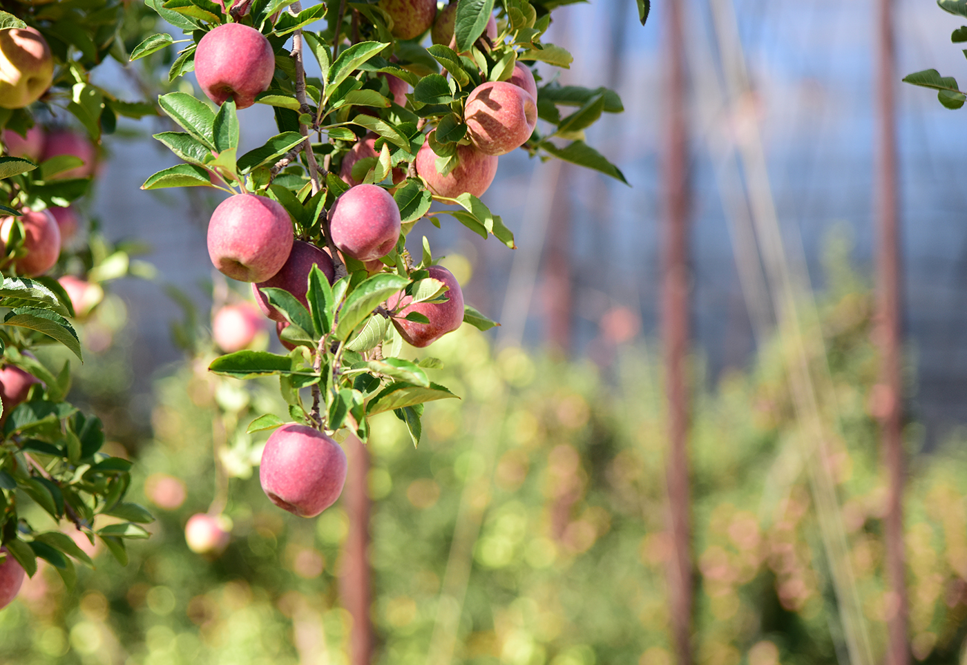 RSE Grupo La Norteñita 3