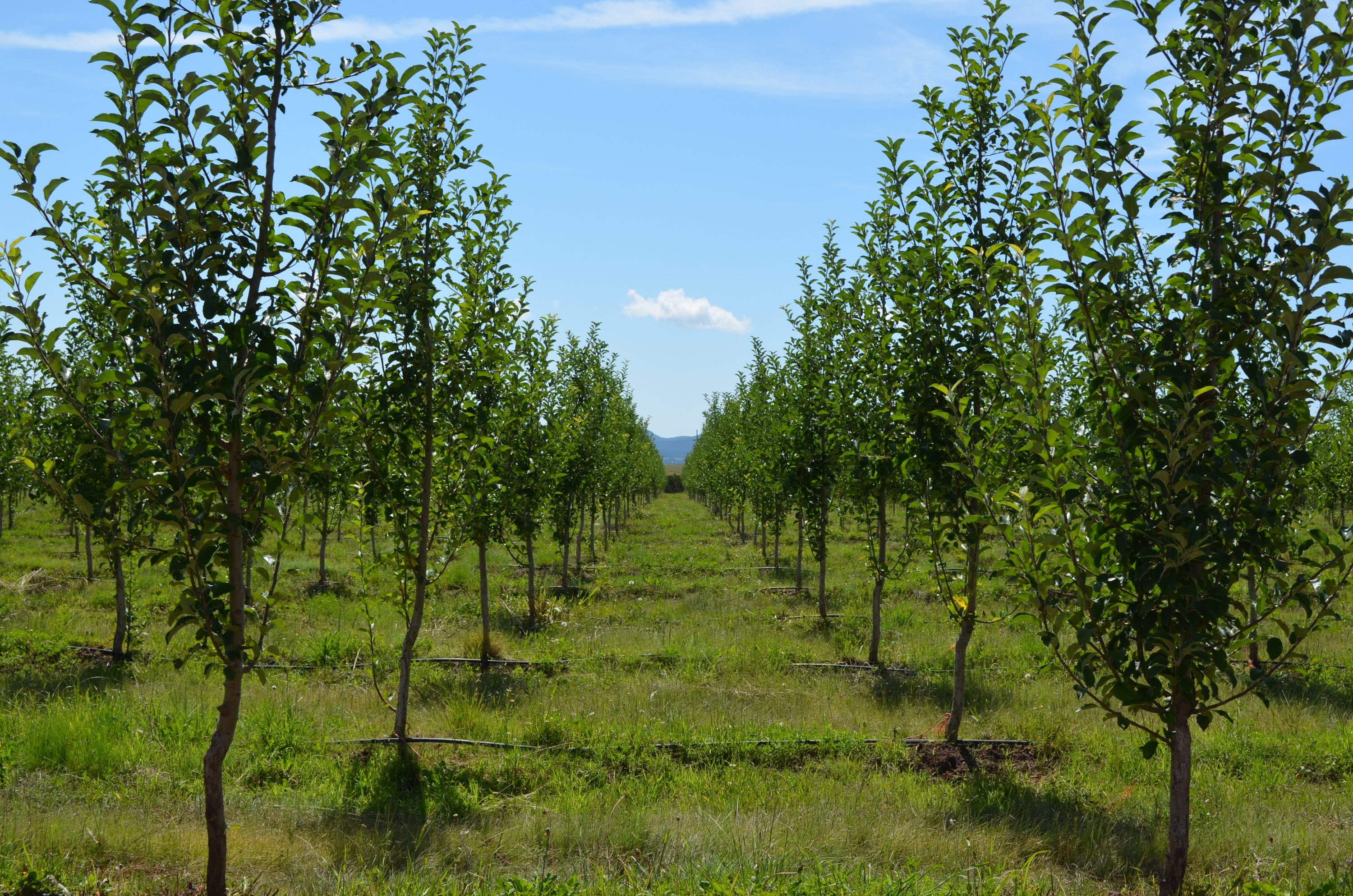 RSE Grupo La Norteñita 4
