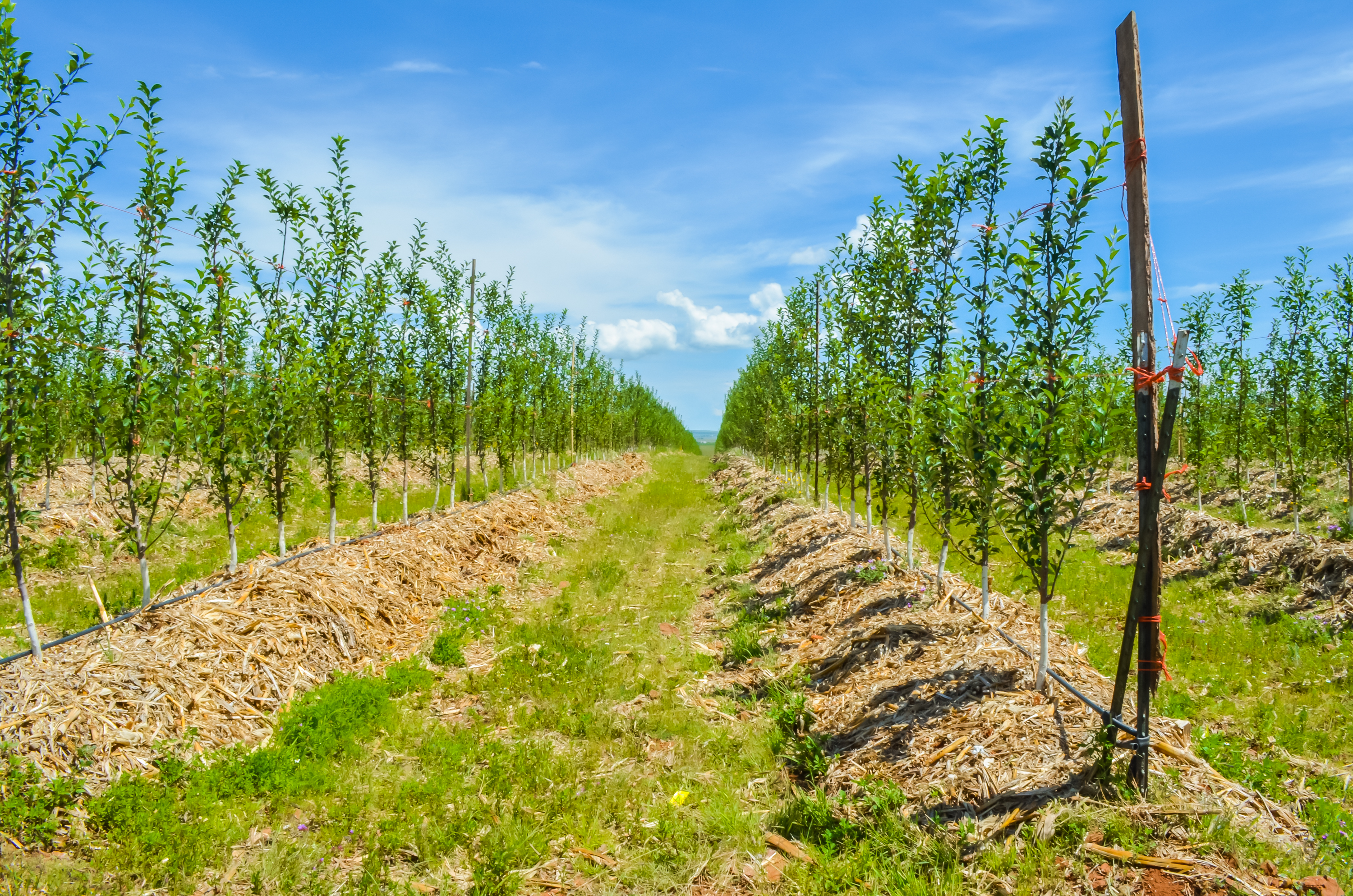 RSE Grupo La Norteñita 5